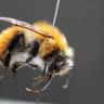 "Le monde fragile des abeilles sauvages"